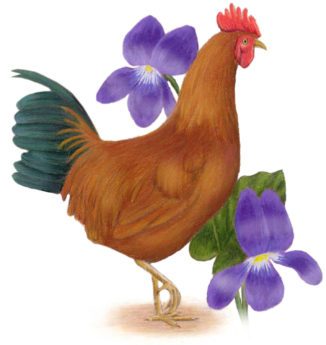 Pictures Of Rhode Island State Flower Beautiful Insanity